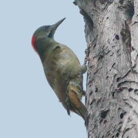 Levaillant's Woodpecker